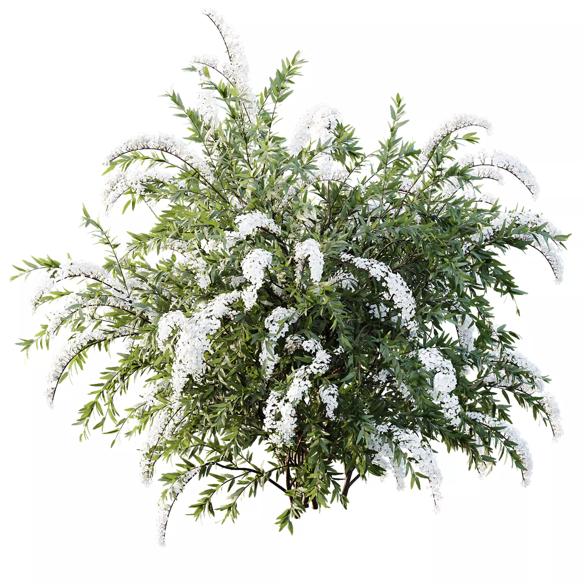 AV Spring bushes Spiraea Cinerea Grefsheim and Calluna Vulgaris 3D model_1