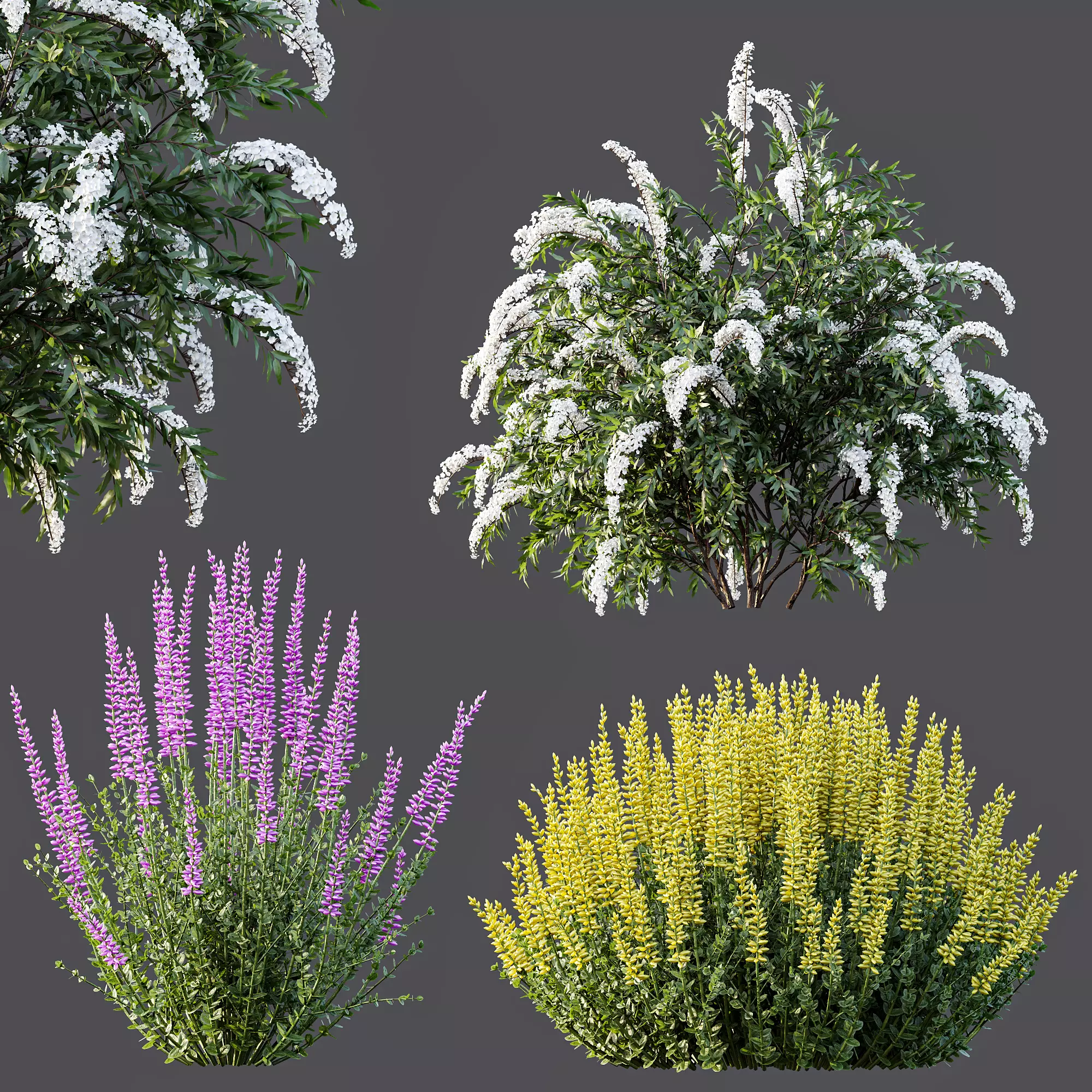AV Spring bushes Spiraea Cinerea Grefsheim and Calluna Vulgaris 3D model_5
