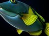 Orange-Dotted Tuskfish 3D Model Low-poly 3D model_1