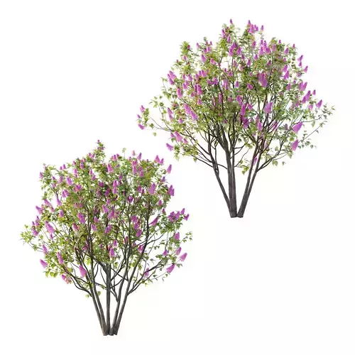 Lilac Syringa Vulgaris Tree 07