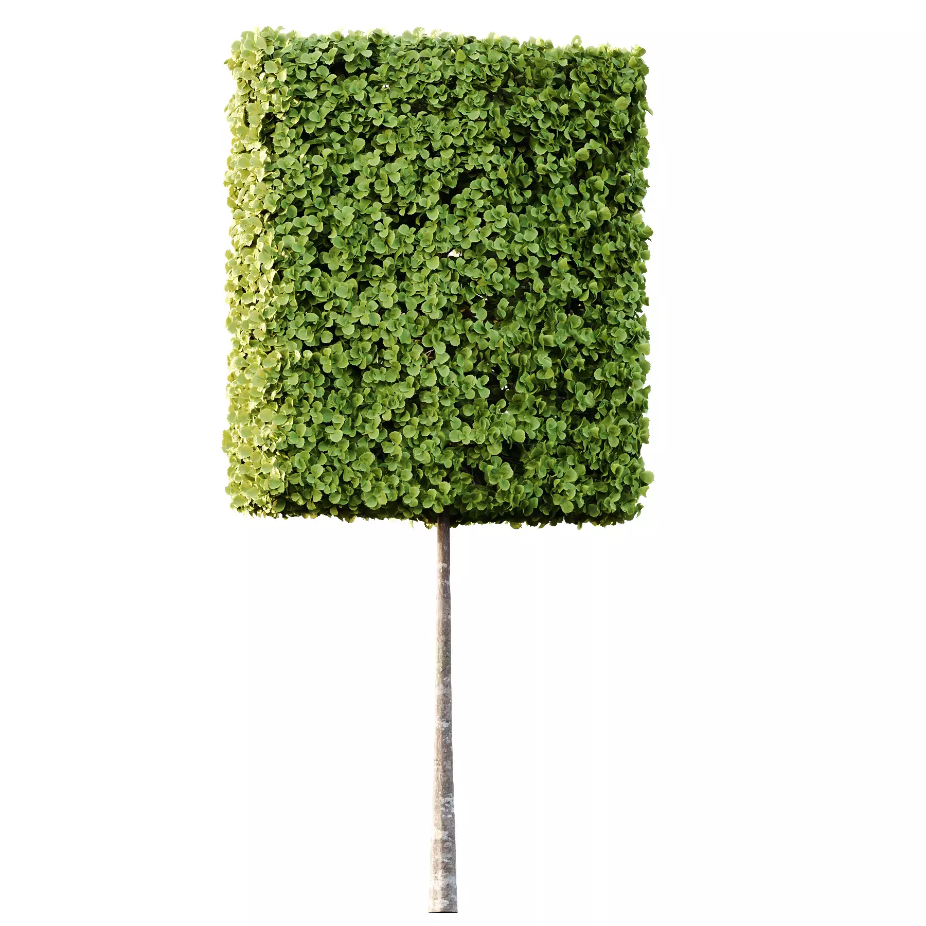 Excellent collection of Tree plants 13 Different Models 0018 _20