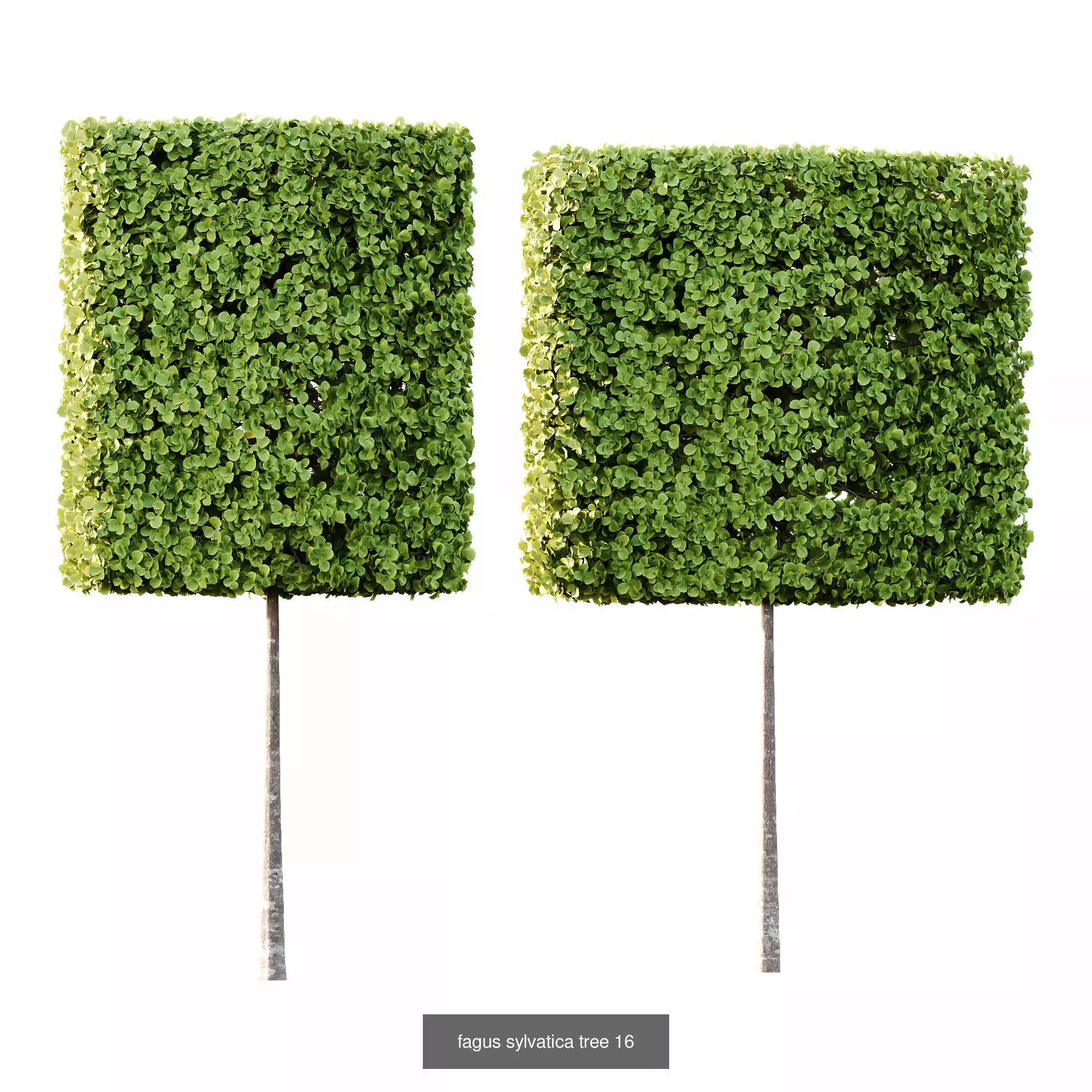 Excellent collection of Tree plants 13 Different Models 0018 _5