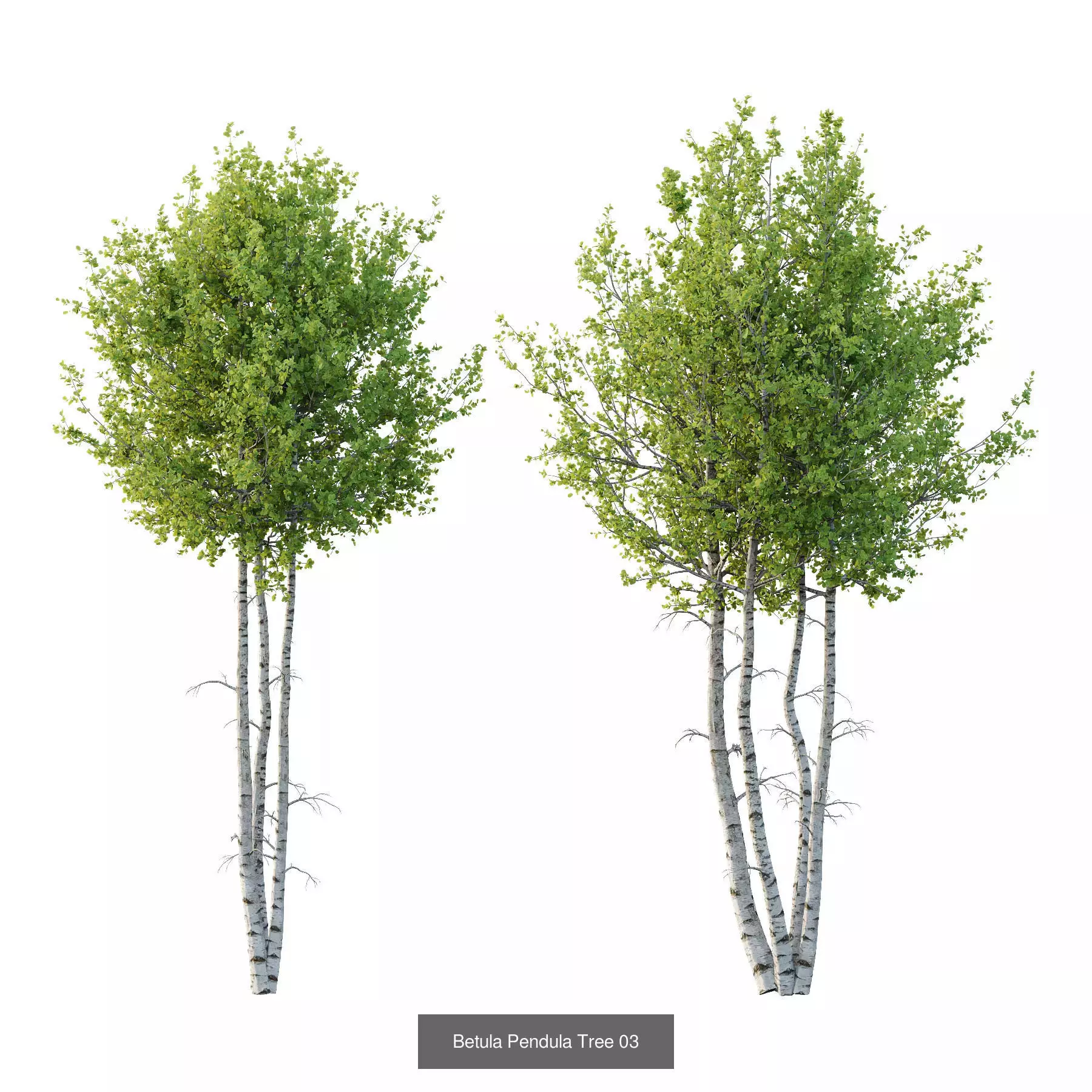 Excellent collection of Tree plants 13 Different Models 0018 _2