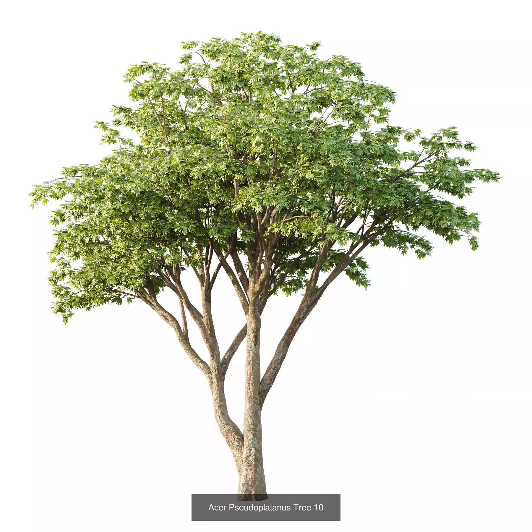 Excellent collection of Tree plants 13 Different Models 0018 _3