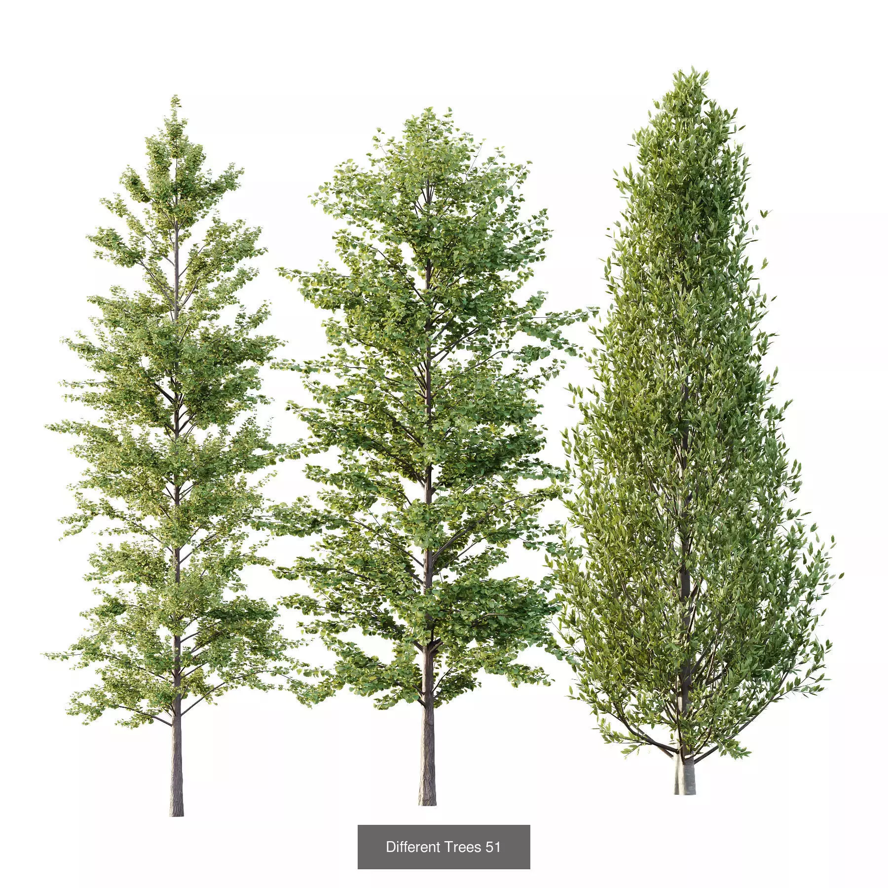 Excellent collection of Tree plants 13 Different Models 0018 _6