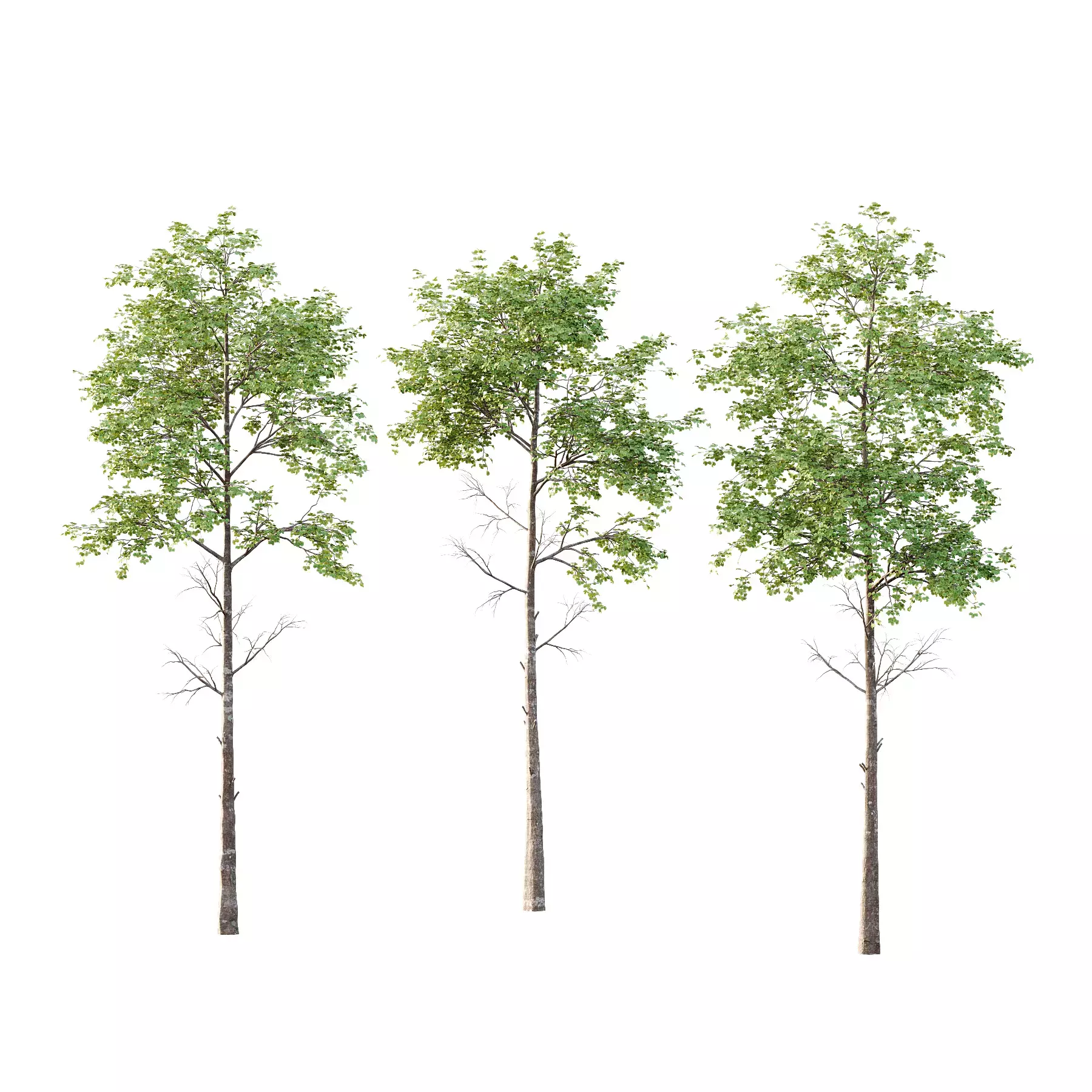 Excellent collection of Tree plants 13 Different Models 0018 _17