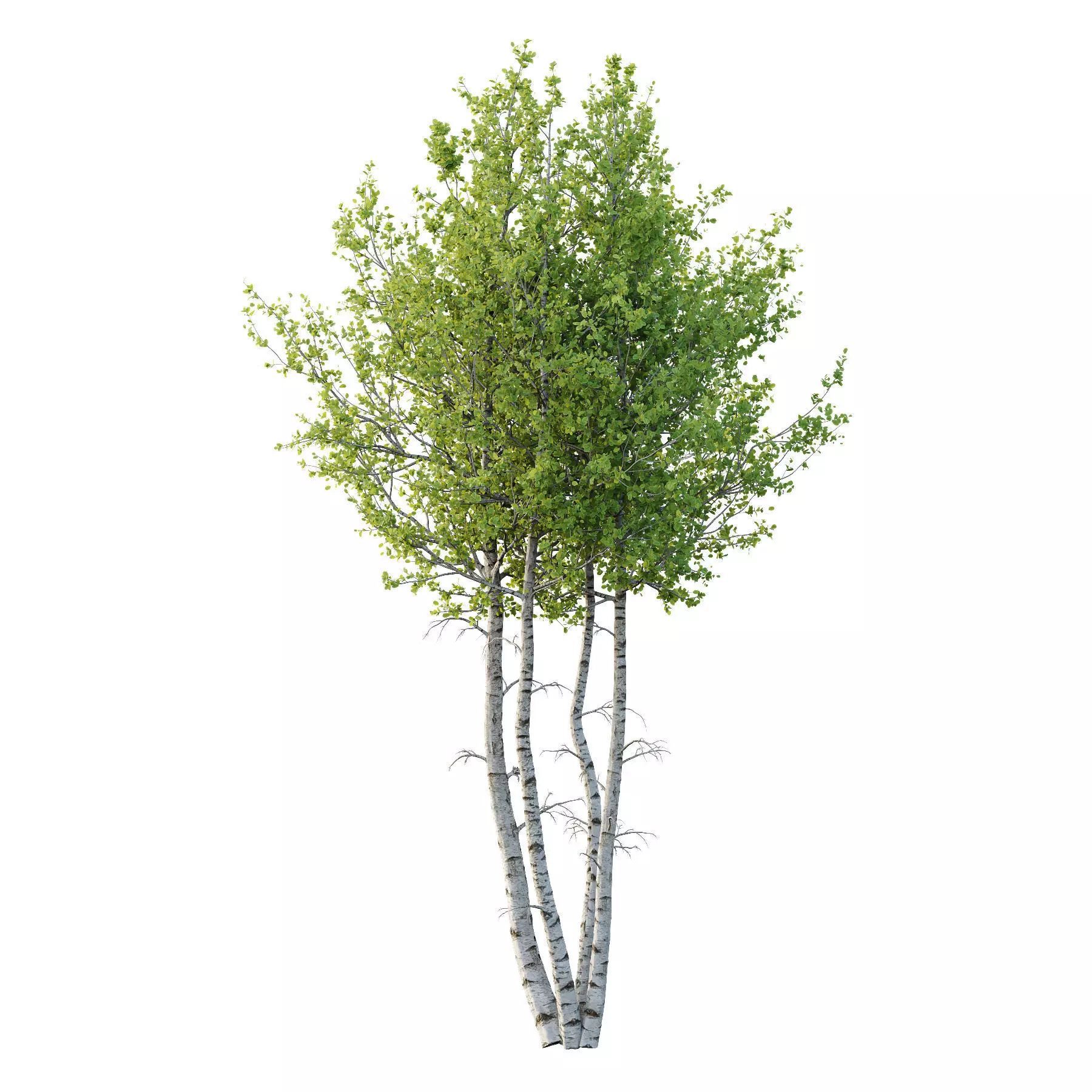 Excellent collection of Tree plants 13 Different Models 0018 _11