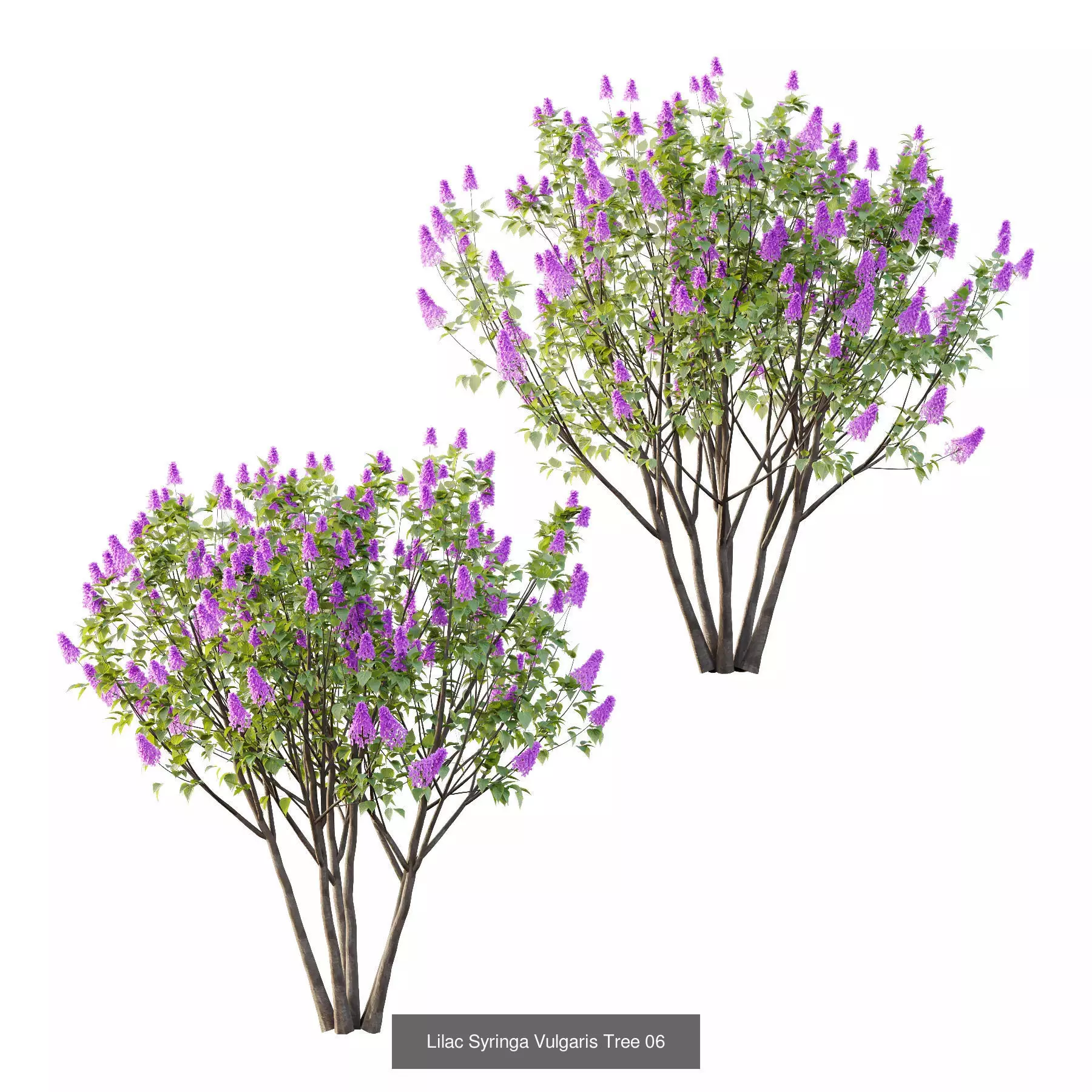 Excellent collection of Tree plants 13 Different Models 0018 _7