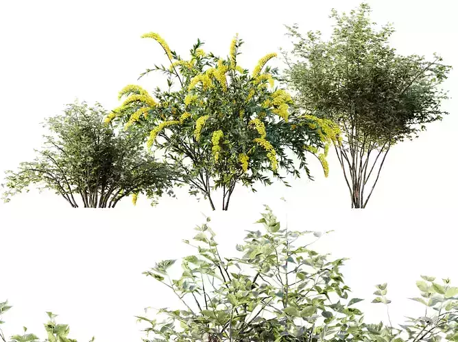 AV Spiraea Cinerea Grefsheim Flowering Shrub