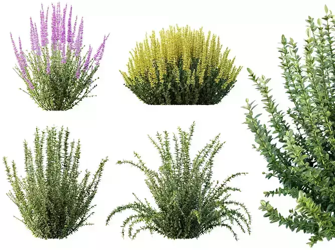 AV 6 different spring bushes