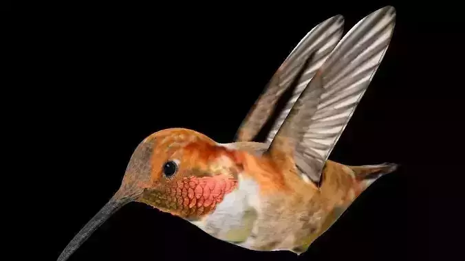 VPArt Rufous Hummingbird  Free 3D model