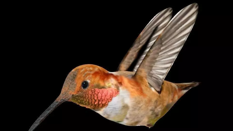 VPArt Rufous Hummingbird Free 3D model