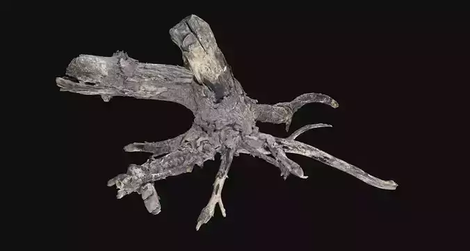 Tree Root 3d scan in highpoly
