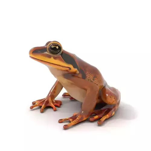 Golden Tree Frog model pack