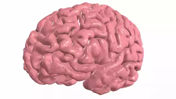 Human Brain 3D Model