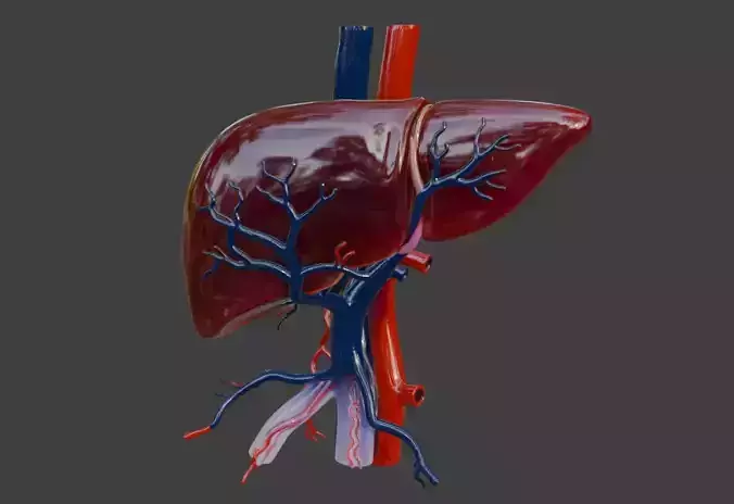 3D model of the liver structure of the human organ