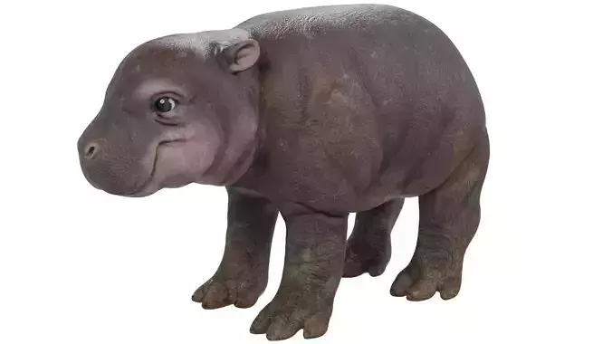 Hippopotamus Baby 3D model