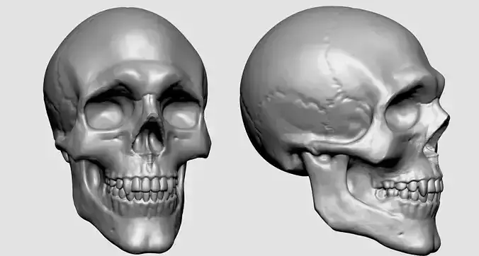 Skull for 3DPrint