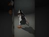 Playful Penguin Character model pack Low-poly 3D model_2