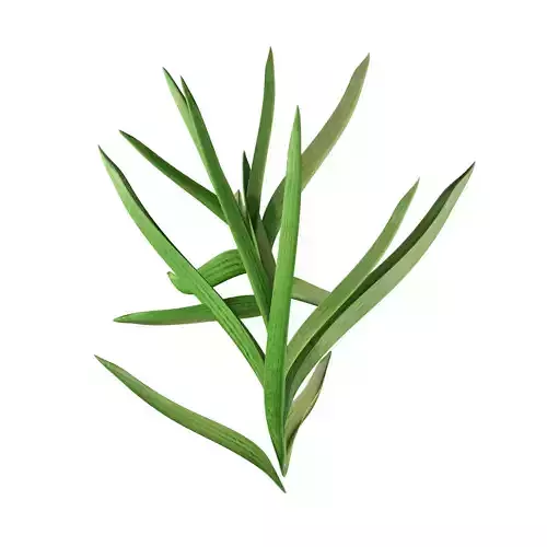 Plant rosemary 3D model