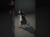 Charming Critters Collection _5
