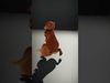 Whimsical Wildlife Lazy Cartoon Critters Collection _12
