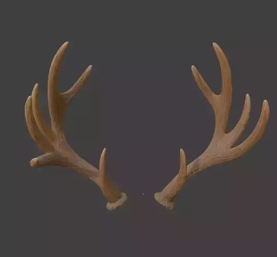 ELK ANTLERS