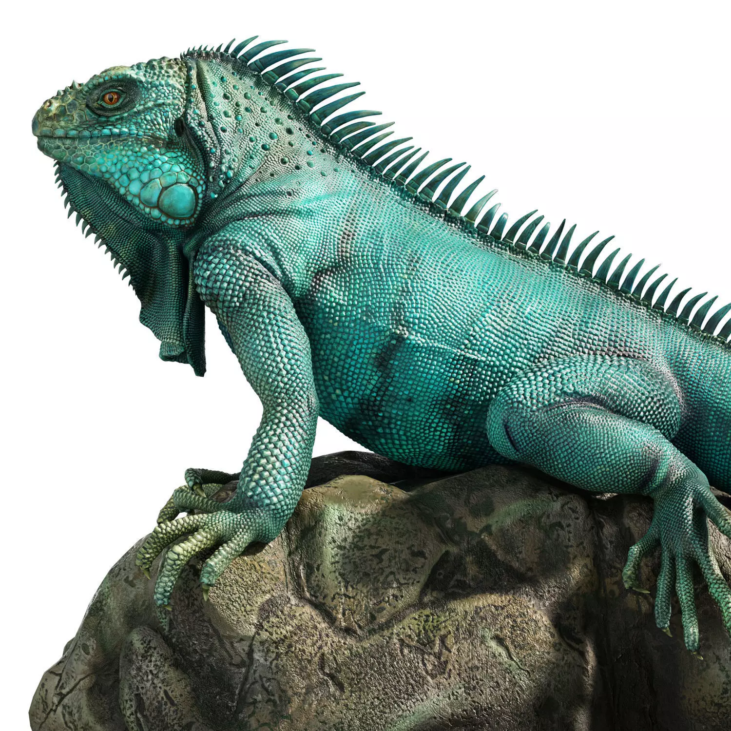 Iguana on a rock 3D model_3
