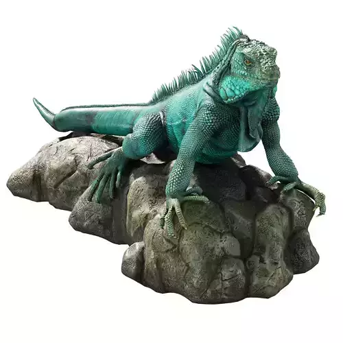 Iguana on a rock