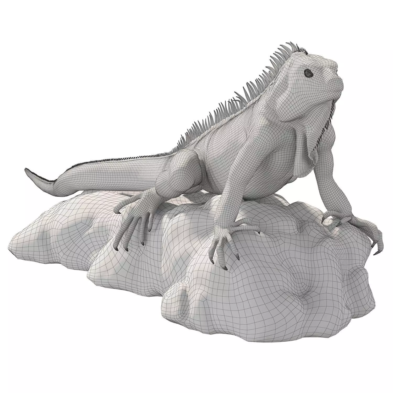 Iguana on a rock 3D model_5