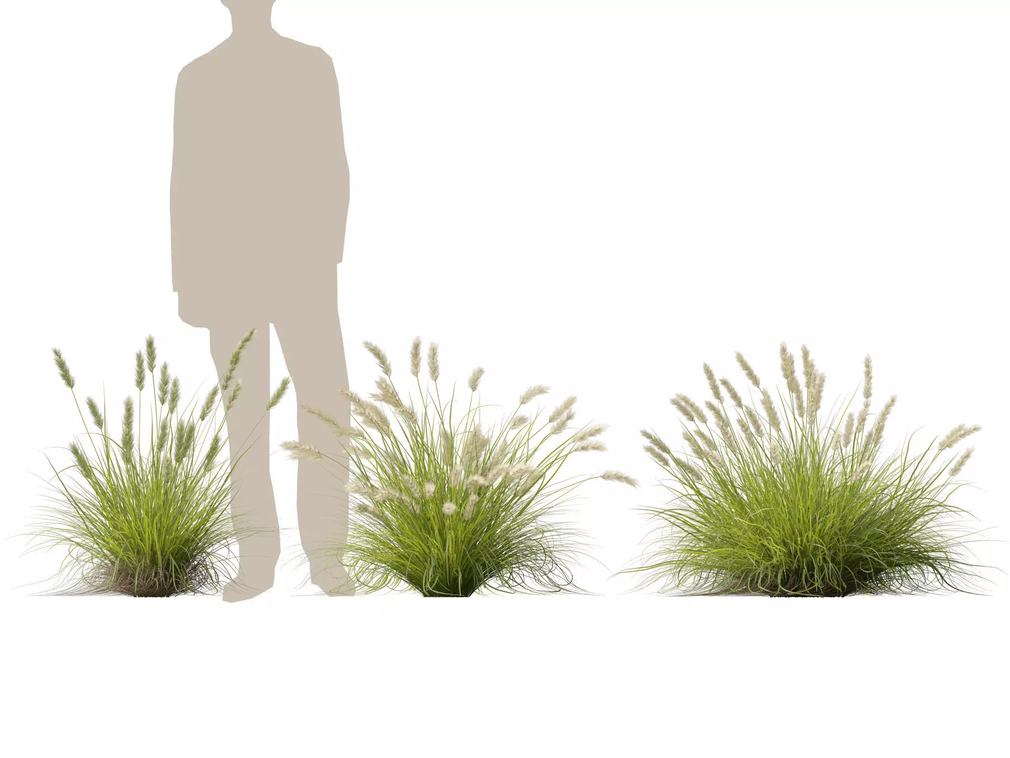 HighLowPoly-Pennisetum alopecuroides Pennstripe 01 Low-poly 3D model_8