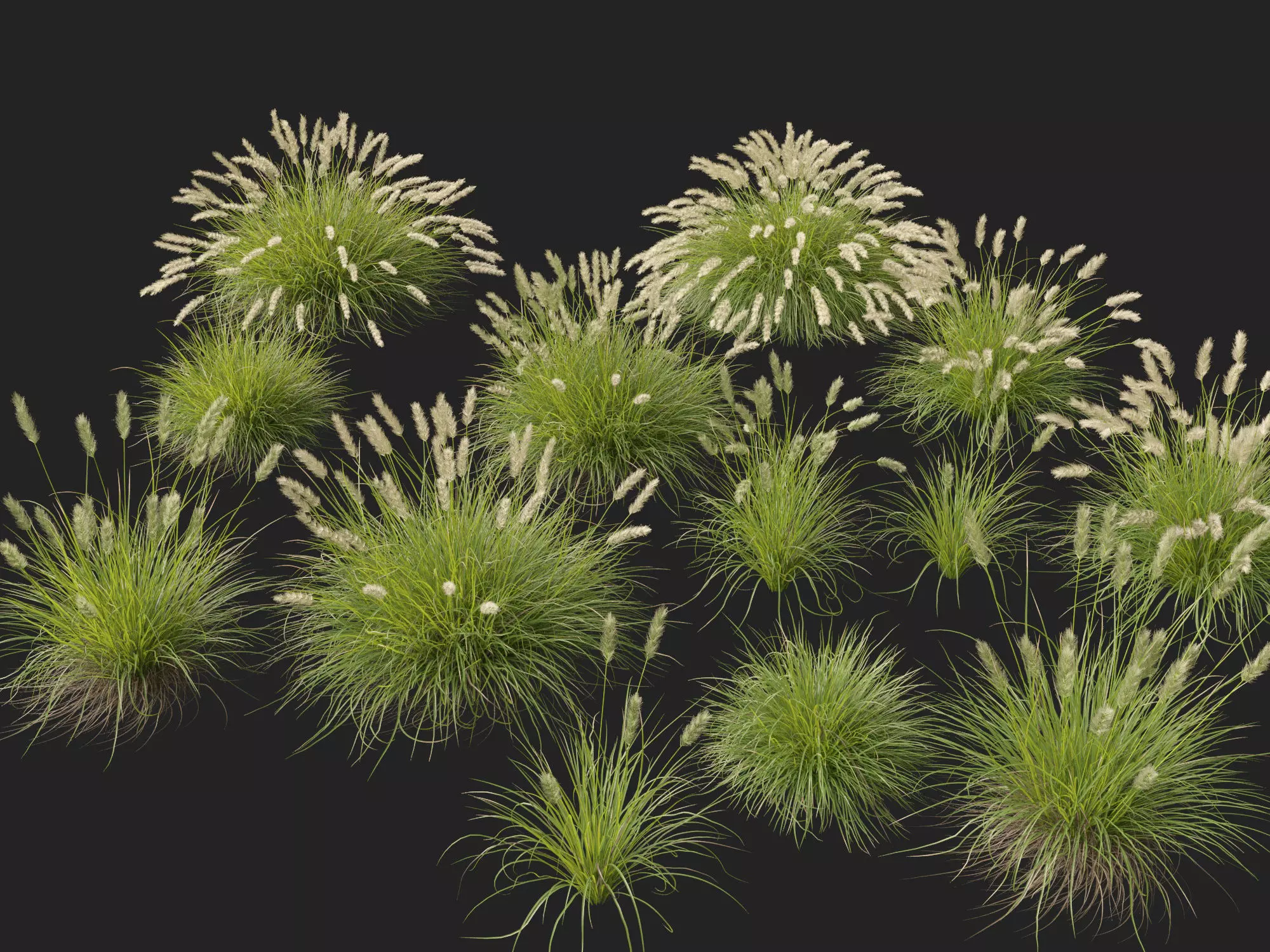 HighLowPoly-Pennisetum alopecuroides Pennstripe 01 Low-poly 3D model_2