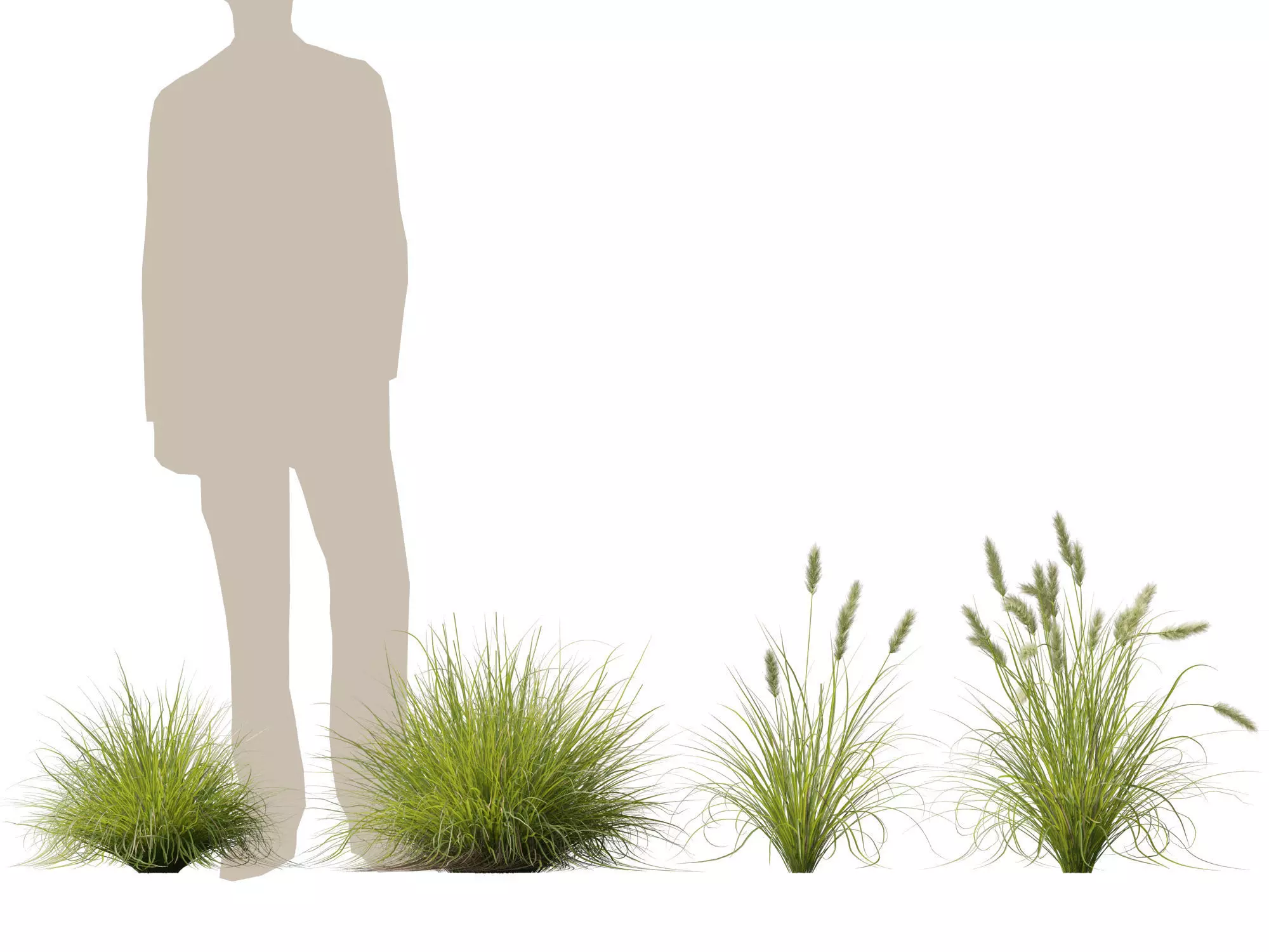 HighLowPoly-Pennisetum alopecuroides Pennstripe 01 Low-poly 3D model_6