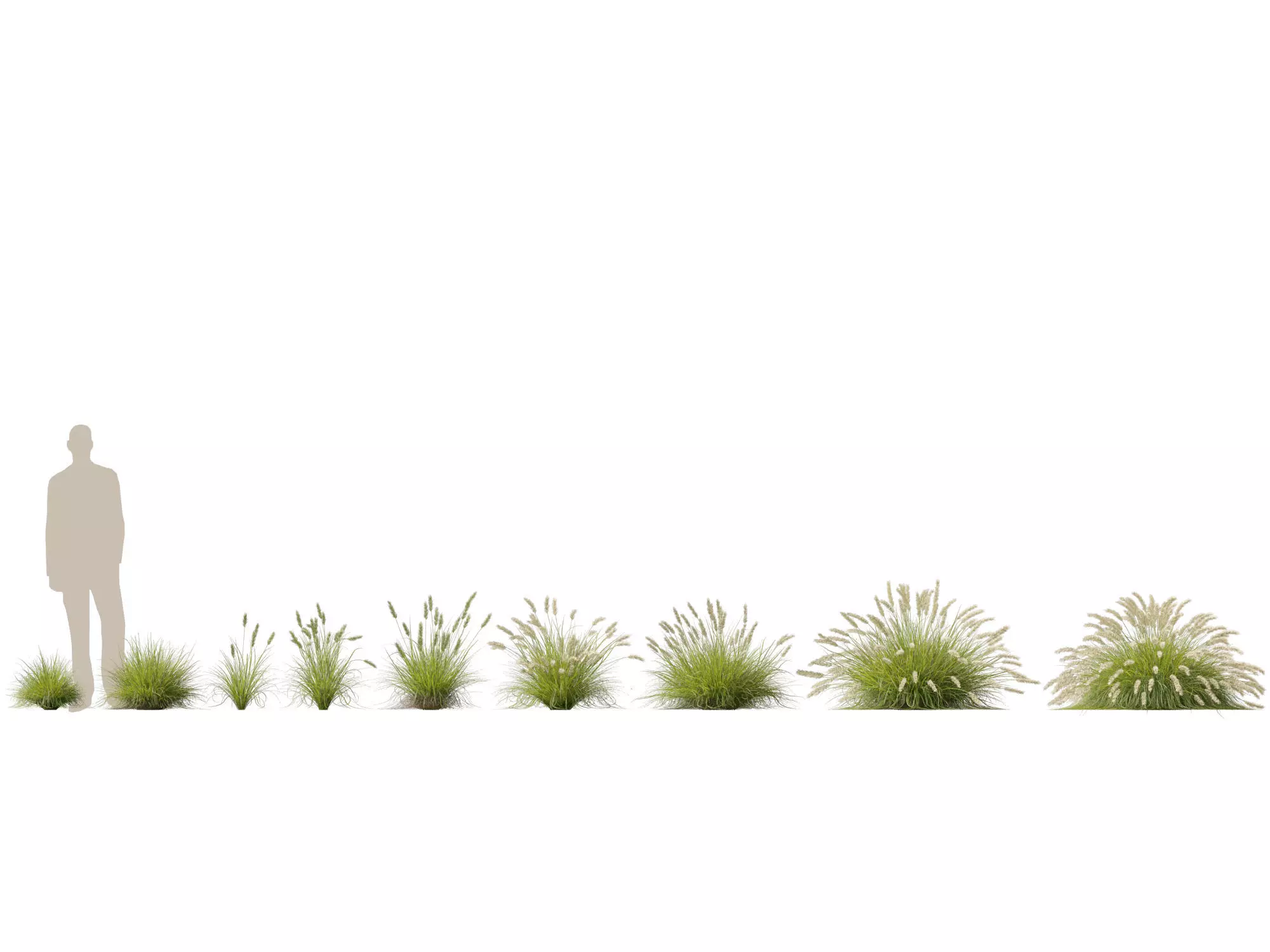 HighLowPoly-Pennisetum alopecuroides Pennstripe 01 Low-poly 3D model_1