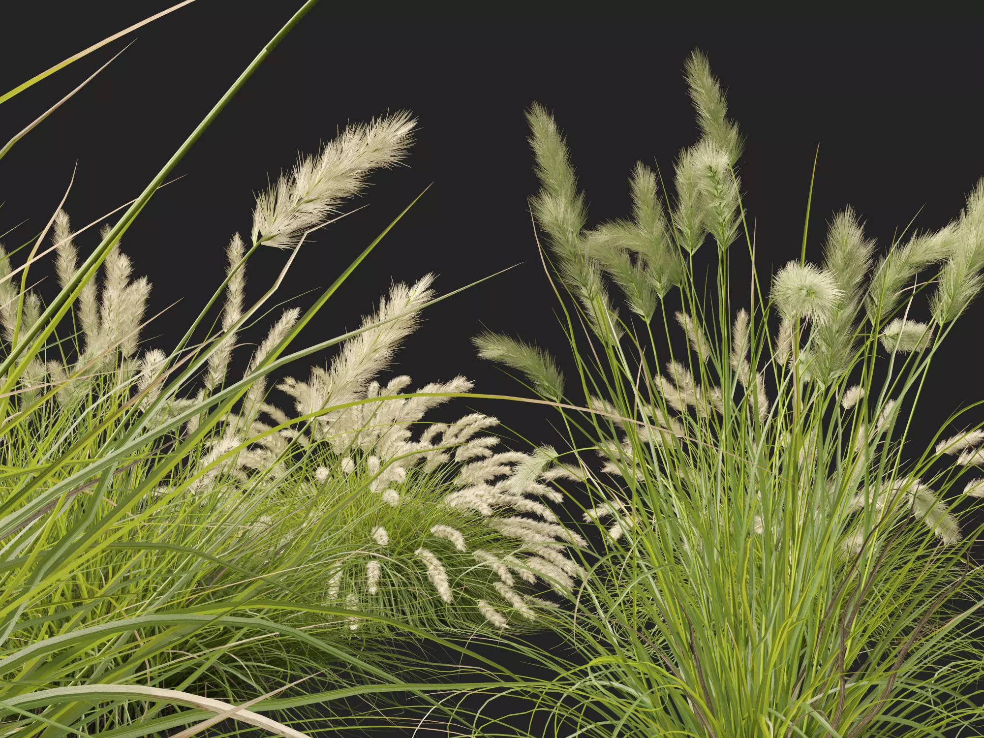 HighLowPoly-Pennisetum alopecuroides Pennstripe 01 Low-poly 3D model_4