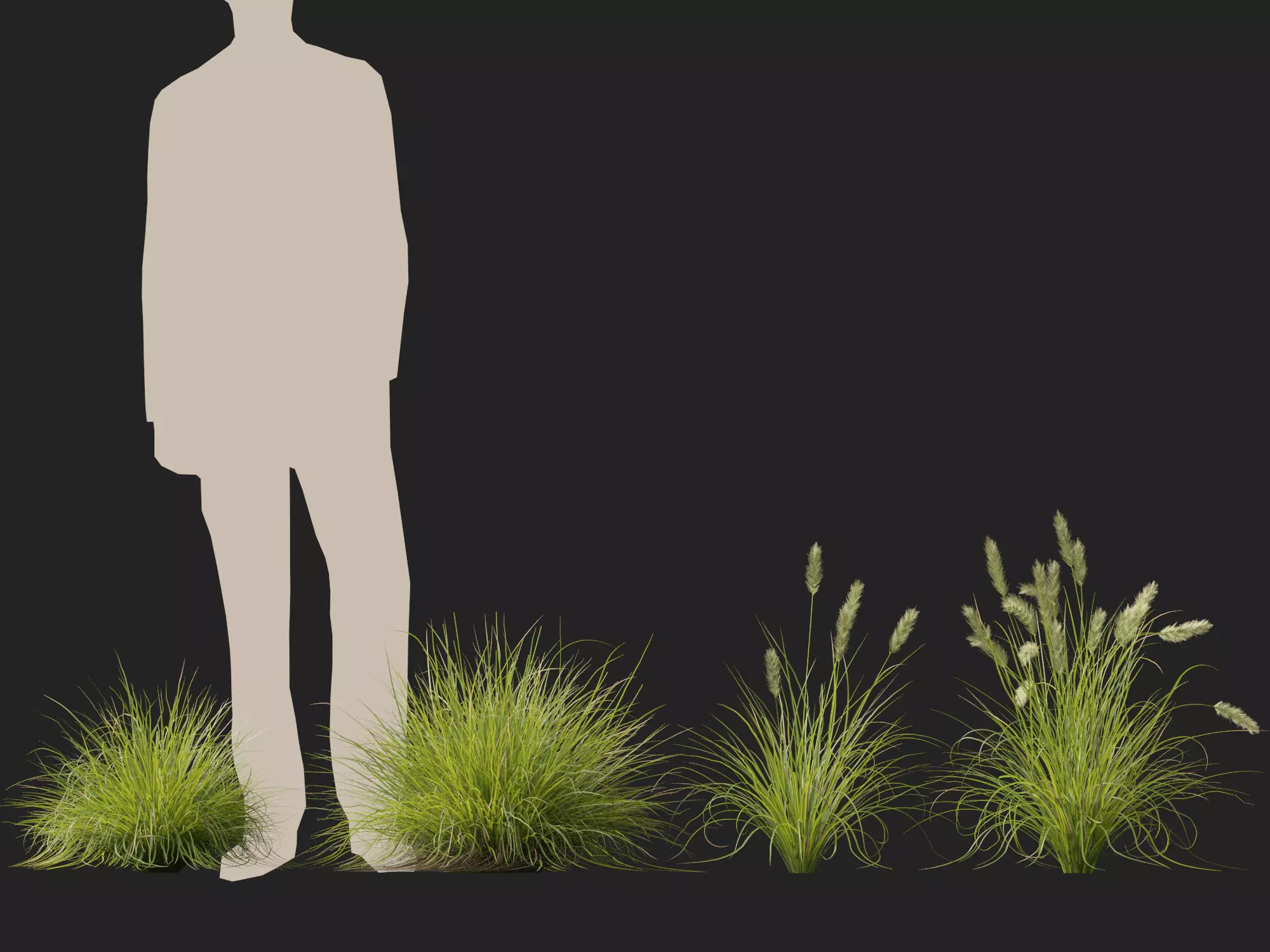 HighLowPoly-Pennisetum alopecuroides Pennstripe 01 Low-poly 3D model_7