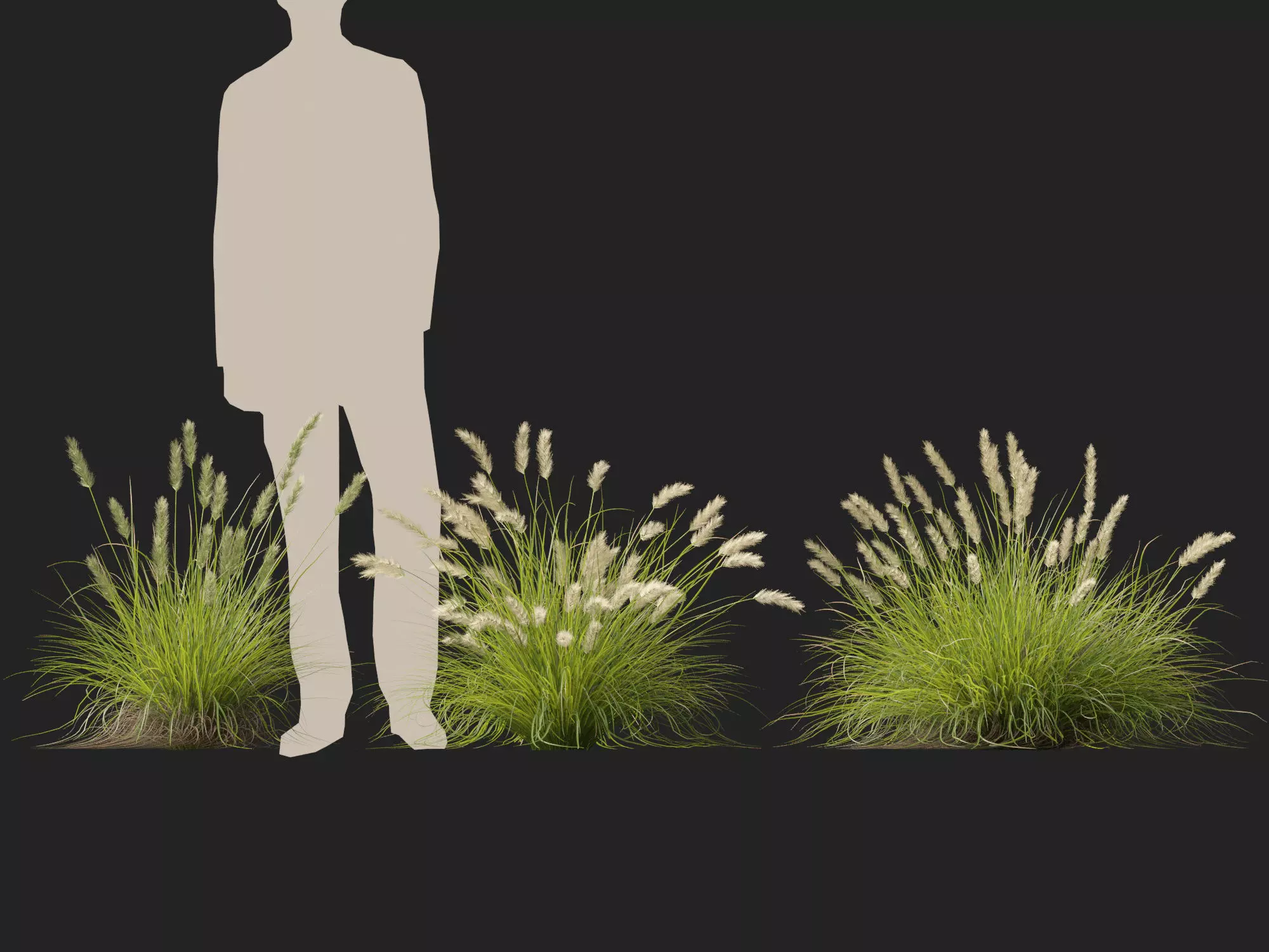 HighLowPoly-Pennisetum alopecuroides Pennstripe 01 Low-poly 3D model_9