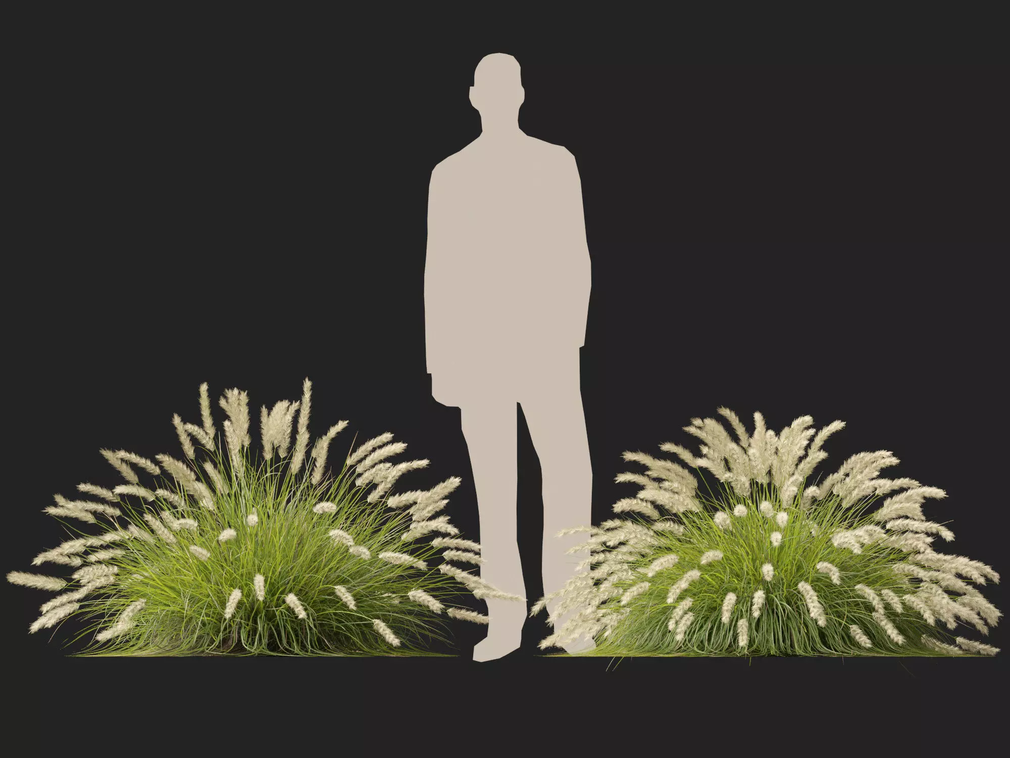 HighLowPoly-Pennisetum alopecuroides Pennstripe 01 Low-poly 3D model_11