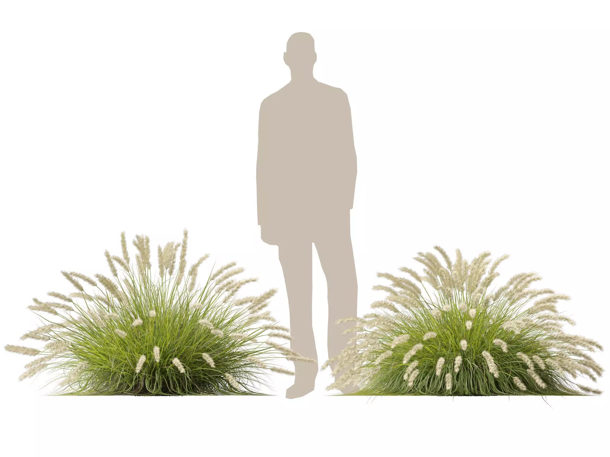 HighLowPoly-Pennisetum alopecuroides Pennstripe 01 Low-poly 3D model_10