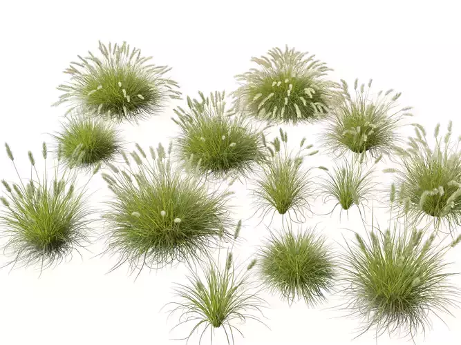 HighLowPoly-Pennisetum alopecuroides Pennstripe 01