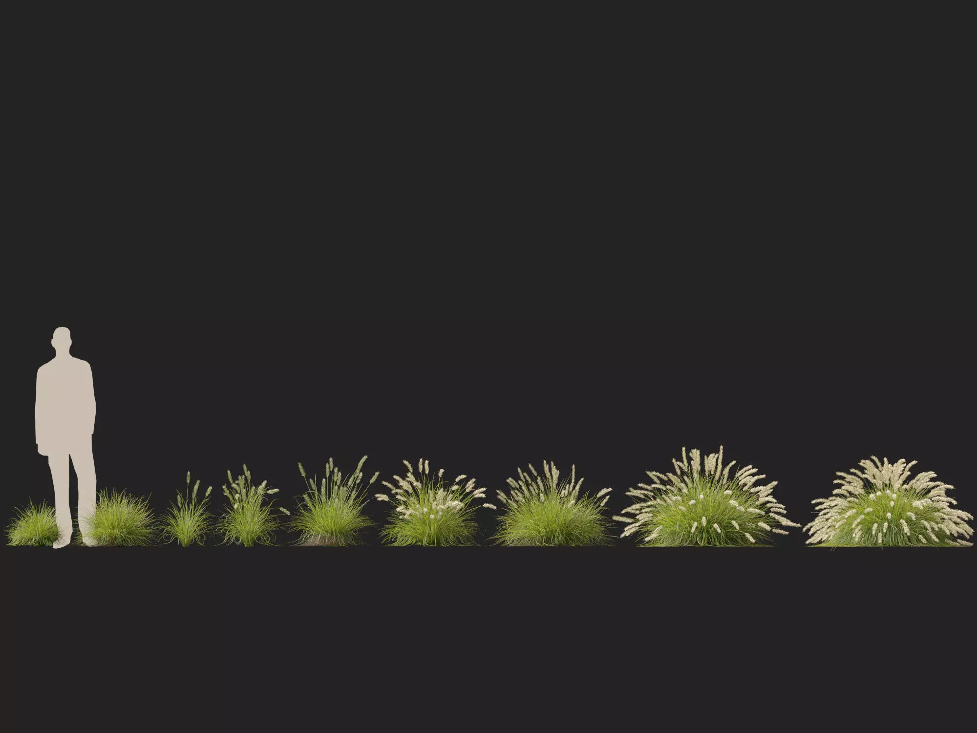 HighLowPoly-Pennisetum alopecuroides Pennstripe 01 Low-poly 3D model_5