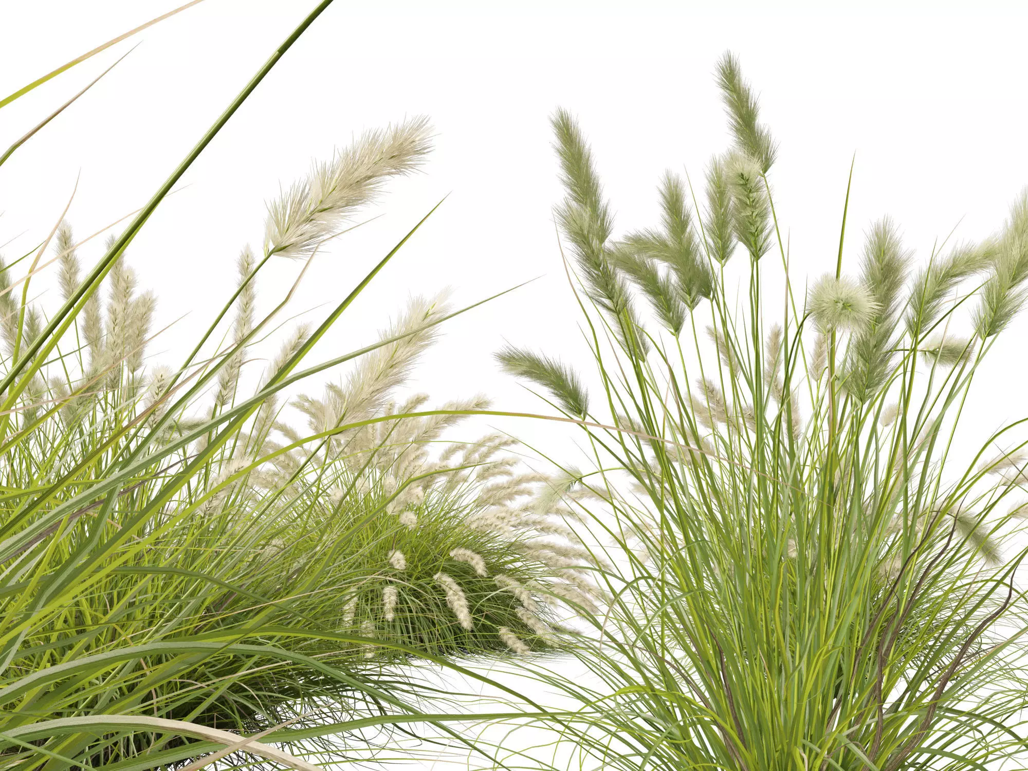 HighLowPoly-Pennisetum alopecuroides Pennstripe 01 Low-poly 3D model_3