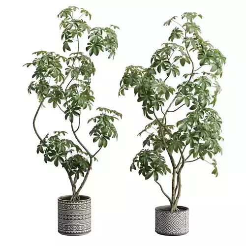 Schefflera Potted Plants 3D model