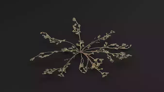 Portulaca Oleracea Plant