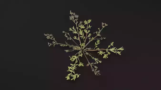 Portulaca Oleracea Plant