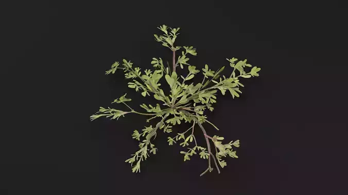 Portulaca Oleracea Plant