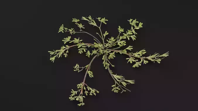 Portulaca Oleracea Plant