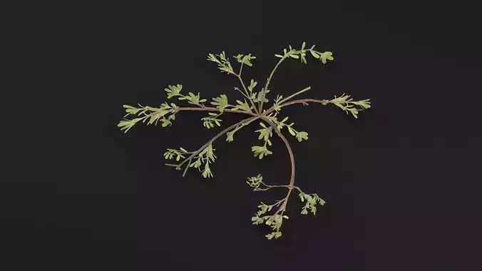 Portulaca Oleracea Plant