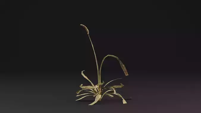 Plantago Lanceolata Plant