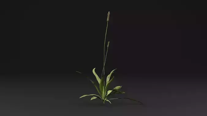 Plantago Lanceolata Plant